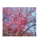 美しくてハンサムな桜（個別スタンプ：31）