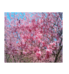 美しくてハンサムな桜（個別スタンプ：32）