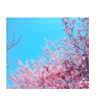 美しくてハンサムな桜（個別スタンプ：33）