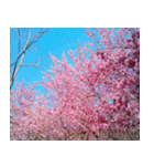美しくてハンサムな桜（個別スタンプ：34）