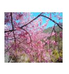 美しくてハンサムな桜（個別スタンプ：35）