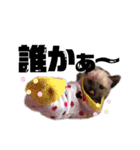 ペグちゃん（個別スタンプ：19）