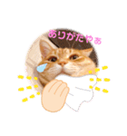ねこのチロちゃん。（個別スタンプ：1）