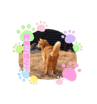 ねこのチロちゃん。（個別スタンプ：6）