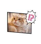 ねこのチロちゃん。（個別スタンプ：7）