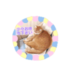 ねこのチロちゃん。（個別スタンプ：9）