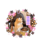 ねこのチロちゃん。（個別スタンプ：11）