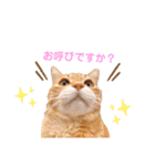 ねこのチロちゃん。（個別スタンプ：13）