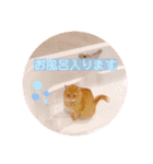 ねこのチロちゃん。（個別スタンプ：16）