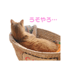 ねこのチロちゃん。（個別スタンプ：19）