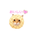 ねこのチロちゃん。（個別スタンプ：20）