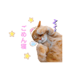 ねこのチロちゃん。（個別スタンプ：22）