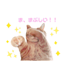 ねこのチロちゃん。（個別スタンプ：23）