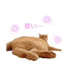 ねこのチロちゃん。（個別スタンプ：28）