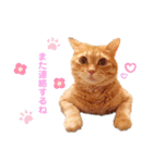 ねこのチロちゃん。（個別スタンプ：29）
