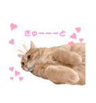 ねこのチロちゃん。（個別スタンプ：32）