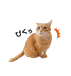 ねこのチロちゃん。（個別スタンプ：36）