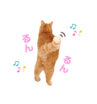 ねこのチロちゃん。（個別スタンプ：37）