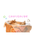 ねこのチロちゃん。（個別スタンプ：38）
