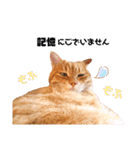 ねこのチロちゃん。（個別スタンプ：39）