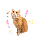 ねこのチロちゃん。（個別スタンプ：40）