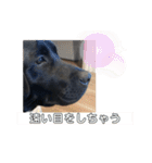 黒ラブエリー（個別スタンプ：9）