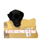 黒ラブエリー（個別スタンプ：10）