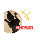黒ラブエリー（個別スタンプ：14）