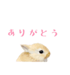 うさぎのぴょん スタンプ（個別スタンプ：1）