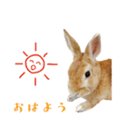 うさぎのぴょん スタンプ（個別スタンプ：3）