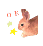 うさぎのぴょん スタンプ（個別スタンプ：5）
