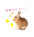 うさぎのぴょん スタンプ（個別スタンプ：8）