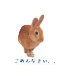 うさぎのぴょん スタンプ（個別スタンプ：9）