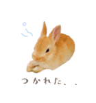 うさぎのぴょん スタンプ（個別スタンプ：10）