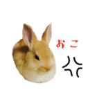 うさぎのぴょん スタンプ（個別スタンプ：11）