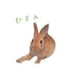 うさぎのぴょん スタンプ（個別スタンプ：12）