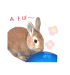 うさぎのぴょん スタンプ（個別スタンプ：13）