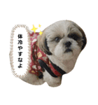 マサみつの日々2（シーズー）（個別スタンプ：2）