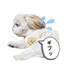マサみつの日々2（シーズー）（個別スタンプ：6）