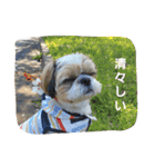 マサみつの日々2（シーズー）（個別スタンプ：18）