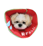 マサみつの日々2（シーズー）（個別スタンプ：19）