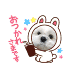 マサみつの日々2（シーズー）（個別スタンプ：21）