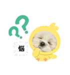 マサみつの日々2（シーズー）（個別スタンプ：24）