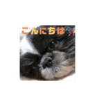 シーズーこなちゃん（個別スタンプ：1）
