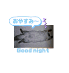 シーズーこなちゃん（個別スタンプ：6）
