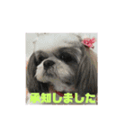 シーズーこなちゃん（個別スタンプ：13）