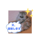 シーズーこなちゃん（個別スタンプ：15）