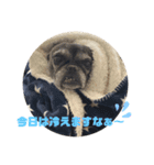 フレンチブルドッグのくーたろーくん3（個別スタンプ：10）