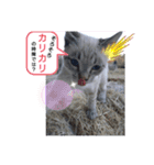 にゃー子と友達のスタンプ（個別スタンプ：5）