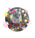 にゃー子と友達のスタンプ（個別スタンプ：6）